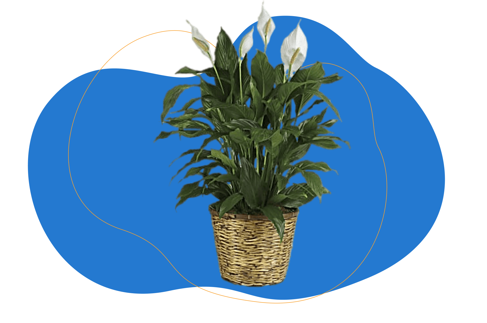 Spathiphyllum - Lepelplant